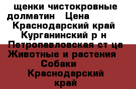 щенки чистокровные долматин › Цена ­ 2 000 - Краснодарский край, Курганинский р-н, Петропавловская ст-ца Животные и растения » Собаки   . Краснодарский край